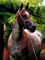 Image result for Red Roan Arabian Horse