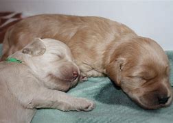 Image result for 2 Week Old Puppies
