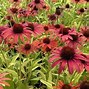 Image result for ECHINACEA PURP. HOT SUMMER