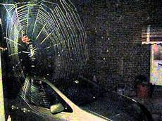 web bid orb weaver spider spins a web in time lapse web bid orb weaver spider spins a web in time lapse