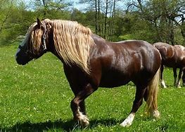 Image result for Black Forest Cold Blood Horse