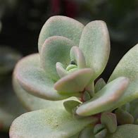 Image result for Sedum cyaneum Sachalin