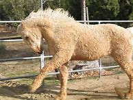 Image result for Curly Hair Horse