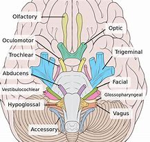 Image result for Human Brain Color