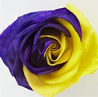 Image result for Purple Rose Desktop
