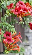 Image result for Trumpet Creeper Plant