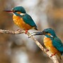 Image result for Species of Birds of New Mexico