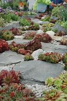 Image result for Alpine Rock Garden Plants