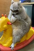 Image result for Buff Raccoon