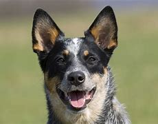 Image result for Australian Dog Breeds