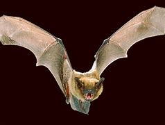 Image result for Bat Nature Journal