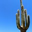 Image result for Saguaro Cactus Indoor
