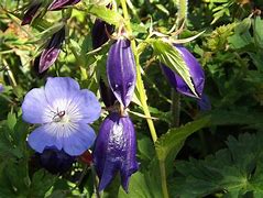 Image result for Campanula Swannables
