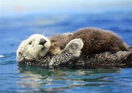 Image result for Otter Carrying Baby
