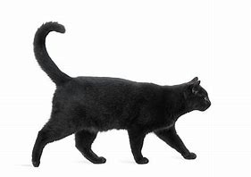 Image result for Black Cat Stock Image