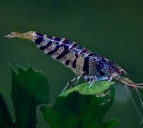 Image result for Freshwater Tiger Shrimp