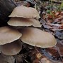 Image result for Shigga Mushroom