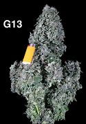 Image result for 7G of Weed