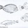 Image result for Sea Fish Drawing