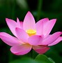 Image result for Lotus Flower 4K Dual Monitor Wallpaper
