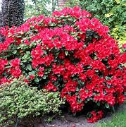 Image result for Rhododendron (R) Scarlet Wonder