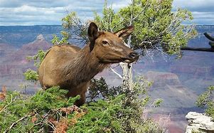 grand canyon national park animals plants 的图像结果