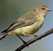 Image result for World's Smallest Bird