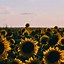 Image result for Preppy Sunflower