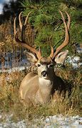 Image result for Deer Skeleton Diagram