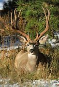 Image result for Real Deer Skull