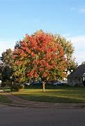 Image result for Apple Tree No Apples