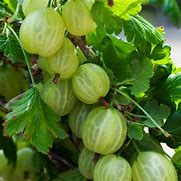 Image result for Ribes uva-crispa Hinnonmaeki Rood