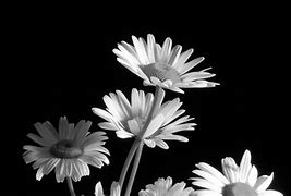 Image result for Black and White Flower Wallpaper