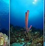 Image result for Sea sponge sneezing