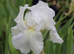 Image result for Iris germanica White Knight
