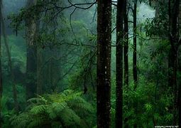 Image result for Tropical Forest Wallpaper 4K