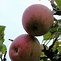 Image result for Malus domestica Ananas Reinette