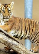 Image result for Maul Tiger