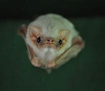 Image result for Northern Ghost Bat