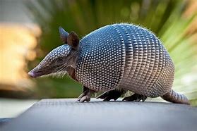 Image result for Animal Like an Armadillo