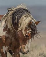 Image result for Famous Wild Horse Photography