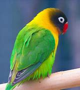 Image result for A New Foe Appears Bird