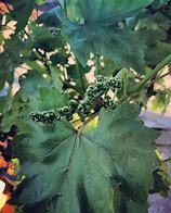 Image result for 11 Grapes