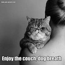 Image result for Cat Coming Out of a Couch Meme
