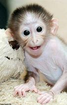 Image result for Funny Monkey for Kids