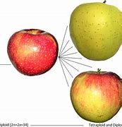 Image result for Wild Apple Tree Cartoon