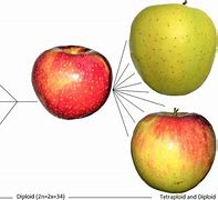 Image result for Apple When It First Started