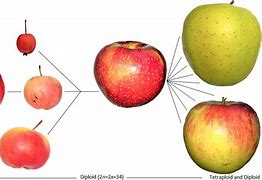 Image result for Floating Cutted Apple Fruits