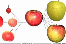 Image result for Apples to Apples Examples