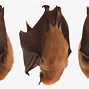 Image result for Fur of Bat